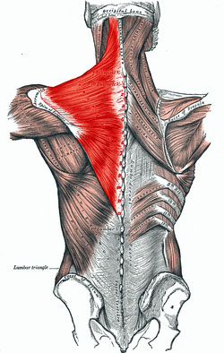 lactic acid in muscles