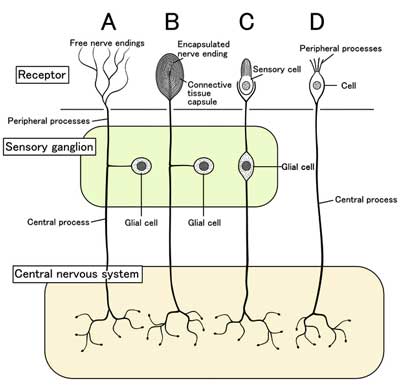 Sensory_system