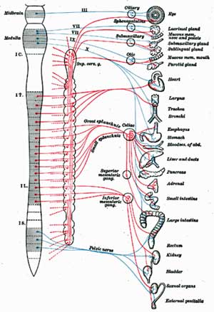 The autonomic nervous system impacts virtually every area of our body