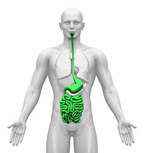 gut system