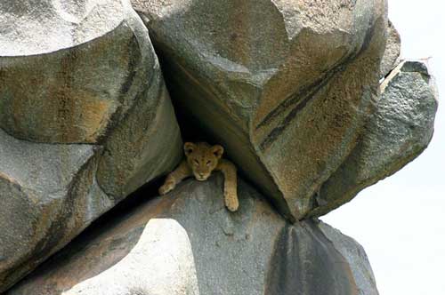 mountain-lion-hiding-rocks