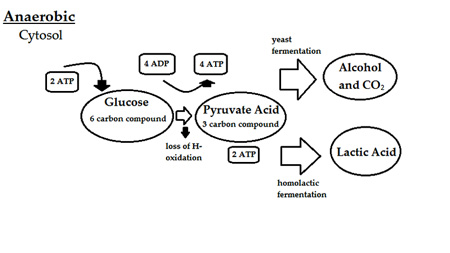 anaerobic energy production diagram
