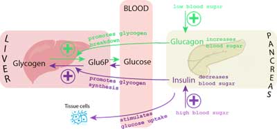 blood glucose control diagram