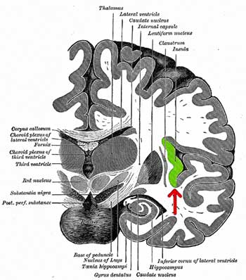insula in brain