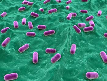 lactobacillus-bacteria