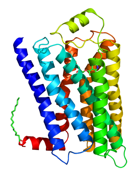 Beta-2_adrenergic_receptor