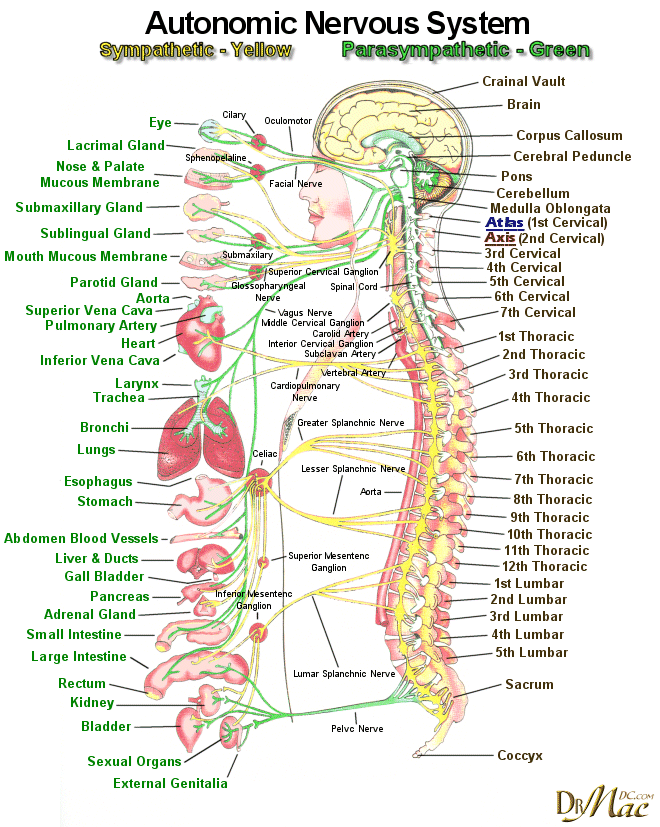 The Devil Is In The Details A Herpes Simplex Virus Inquiry For Fibromyalgia and Chronic Fatigue - Health Rising