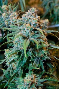 Cannabis_Plant