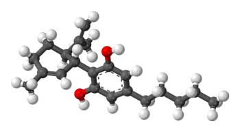Cannabidiol makes up about forty percent of the marijuana plants extract. It, not THC, is probably responsible for marijuana's immune modulating effects