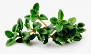 Thyme