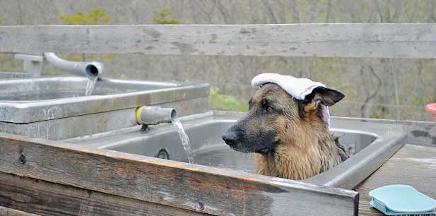Dog Onsen (Japanese traditional natural spring baths). Credit: http://www.shifteast.com