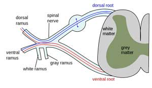 spinal nerve
