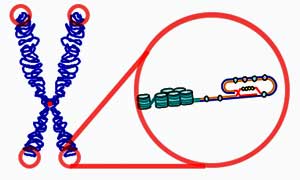 Telomere