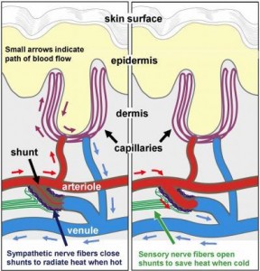 arteriole-shunts