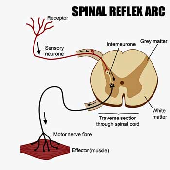 spinal reflex arc