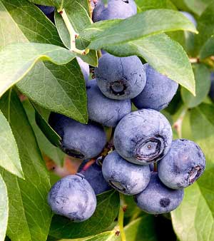 blueberrie