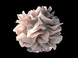 dendritic-cell-chronic-fatigue