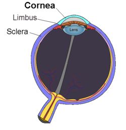 Cornea-diagram