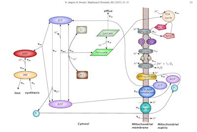 mitochondrial depletion model for ME/CFS
