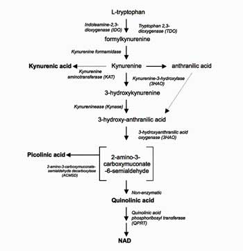 kynurenine_pathway_in_the_CNS