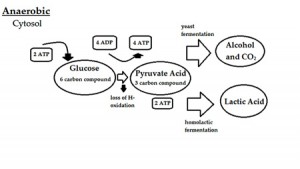 anaerobic energy production chronic fatigue syndrome