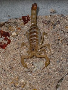 desert bark scorpion