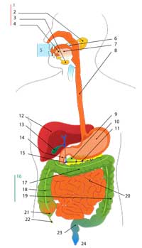 Digestive_system_diagram_nu