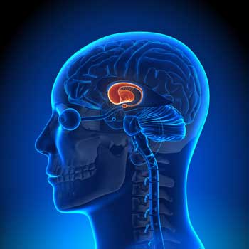 Changes in the basal ganglia have been associated with fatigue in ME/CFS, FM and other disorders