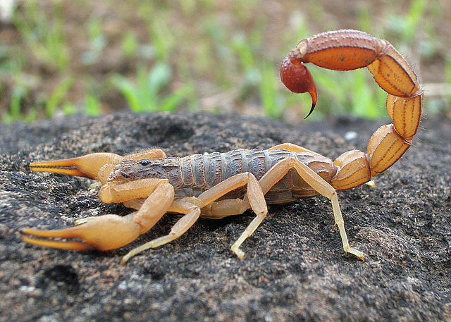 Taking the Sting out of Pain: Scorpion Venom Could Provide Alternative to Narcotic Pain Drugs