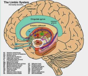 A Novel Neuroinflammatory Paradigm for Chronic Fatigue Syndrome (ME/CFS ...