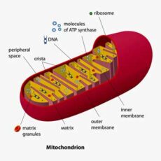 Mitochondrial Enhancers for ME/CFS and Fibromyalgia Pt IV: N-Acetyl ...