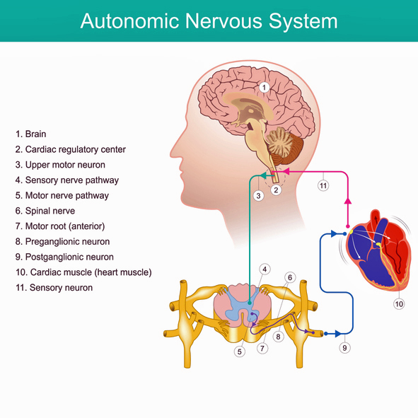 Is the Entire Autonomic Nervous System Messed Up in Fibromyalgia?