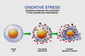 oxidative stress