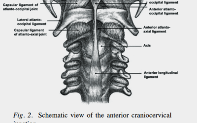 The atlantoocciptal joint