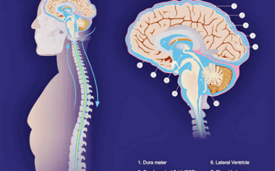 cerebrospinal fluid