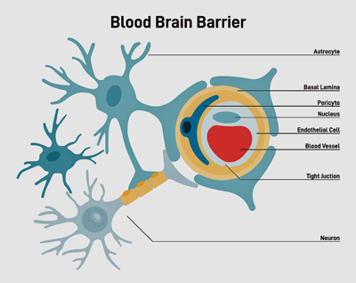 Blood-brain barrier