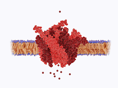 calcium ion channel