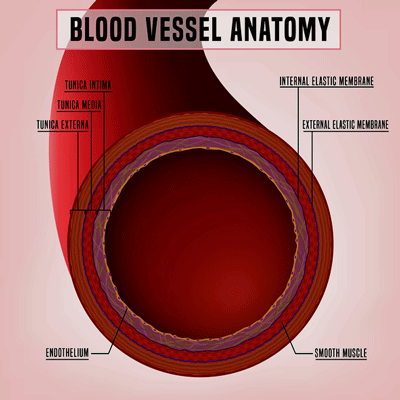 endothelium