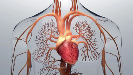 Cardiovascular system