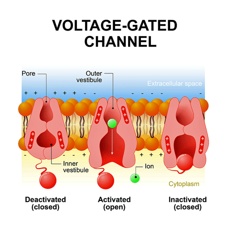 Voltage gated Ion channel