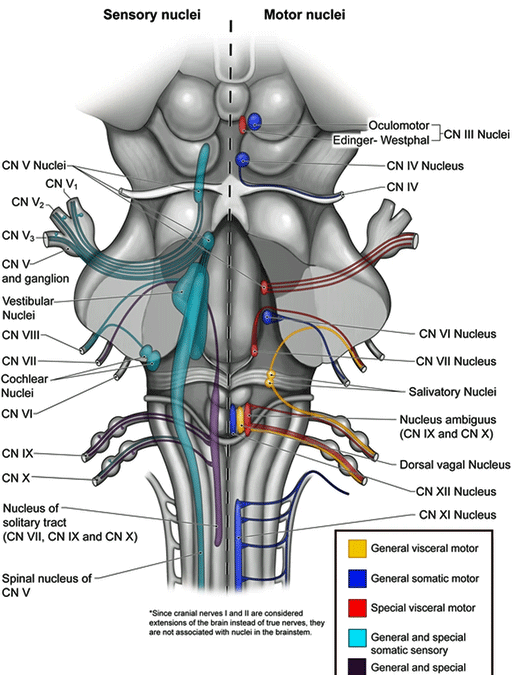 Does the Brainstem Hold the Key to Understanding ME/CFS? The Renegade Research Webinar + the Spinal Treatment Poll