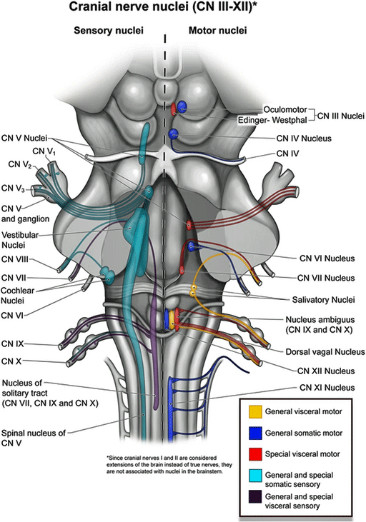 The Brainstem