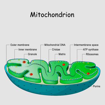 Mitochondria