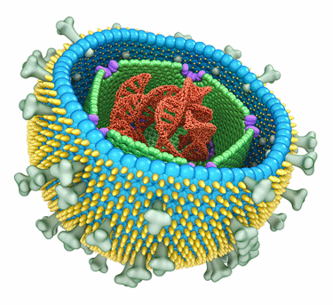 Epstein Barr virus