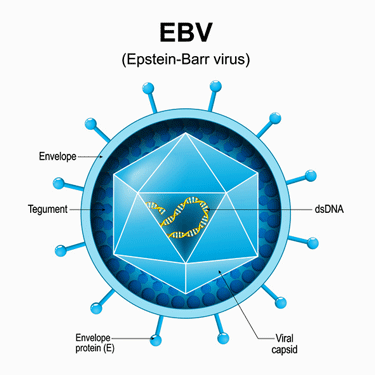 Epstein-Barr Virus