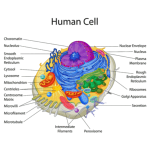 cell