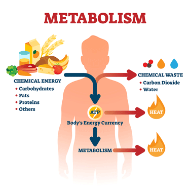 metabolism