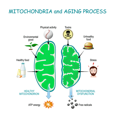 Damaged mitochondria