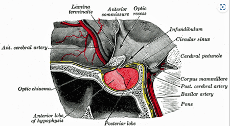 Pituitary gland