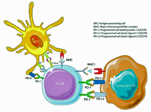 Checkpoint inhibitors